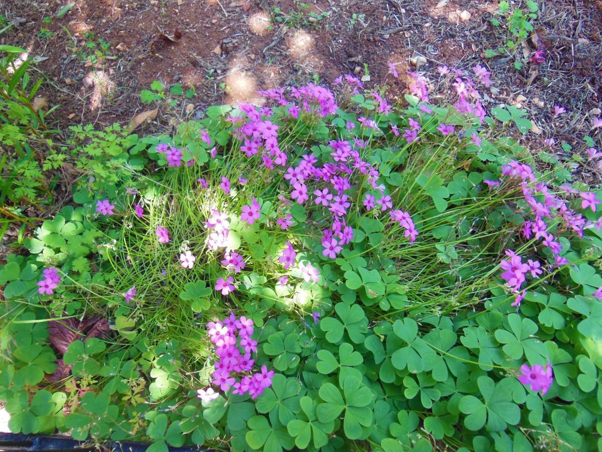 Holiday Home Oleander Zaboric Εξωτερικό φωτογραφία